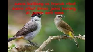 suara kutilang vs trucuk ribut.anti zonk#suaraburungribut #kutilangribut