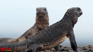 Amazing Iguana Trying To Save Eggs From Hawk Hunting | Animals Hunting Fail