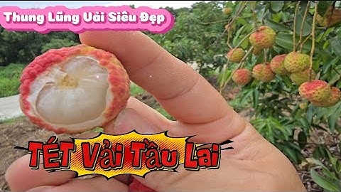 THUNG LŨNG VẢI THIỀU LỤC NGẠN SIÊU ĐẸP I NÚI ĐỒI LỤC NGẠN