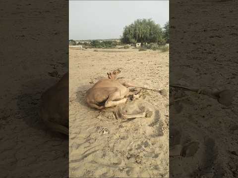 الجمل الحامل يستمتع في الصحراء