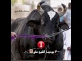 مسلسل ابو دينار