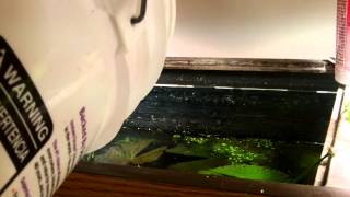 How to Avoid Algae With New Lights In Your Aquarium