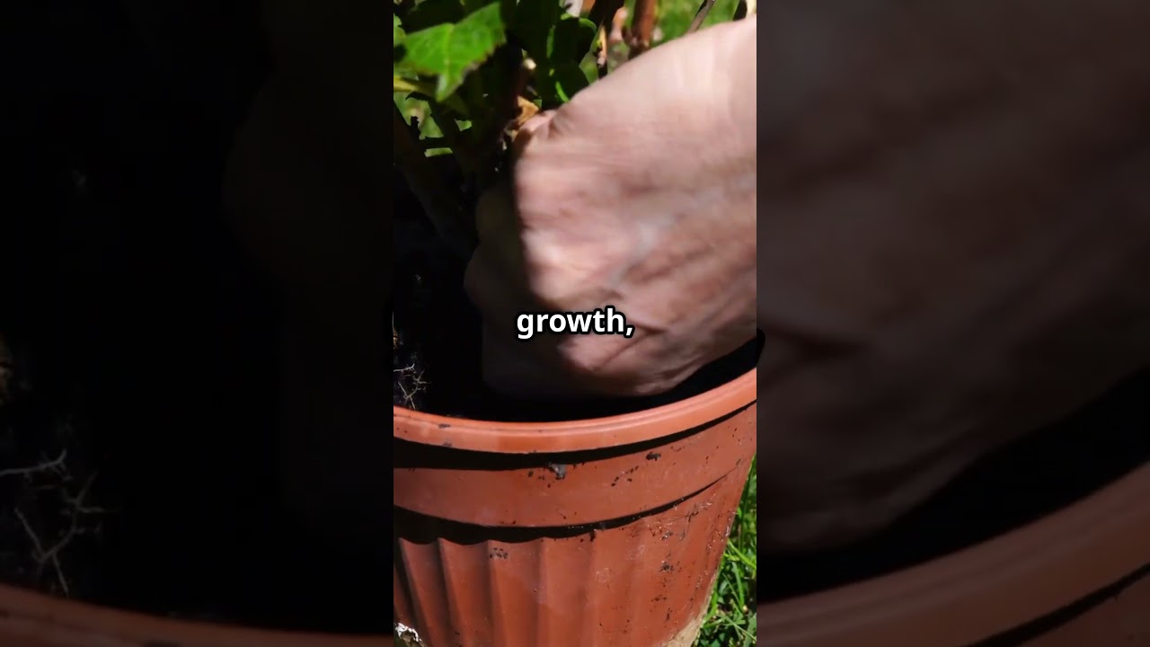 Marijuana Plant Care Tips for Healthier Growth!