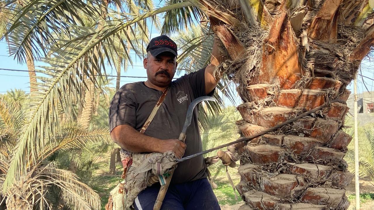 طريقه تلقيح النخيل الصحيح