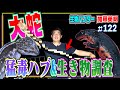 猛毒ハブ探してたら大蛇が出た。沖縄で厄介者、継続捕獲調査中≫生物ハンター加藤英明vsヘビ・Japan wild hunter vs Snake/Reptile.