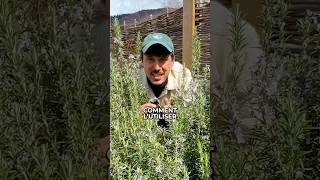 Vous Devez Avoir Du Romarin Chez Vous