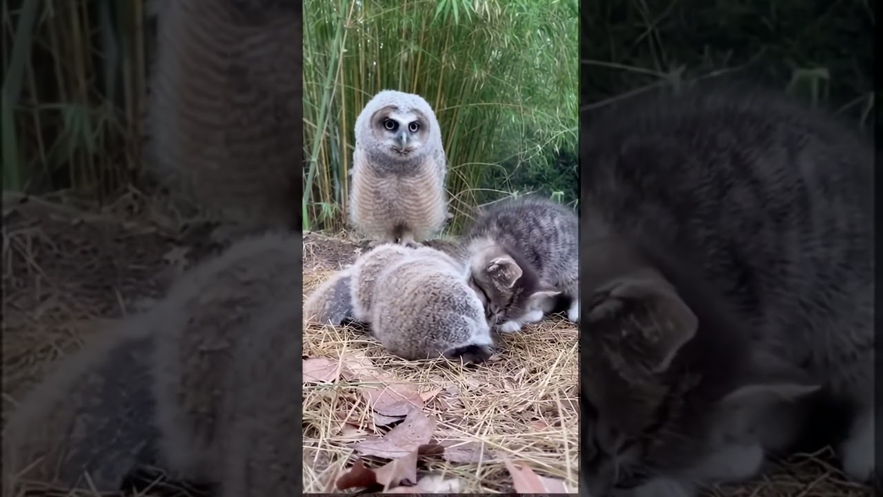 Curious Kitten Encounters Baby Owls in Quiet Woodland 🐱🦉