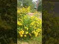 ផ្ការីក
