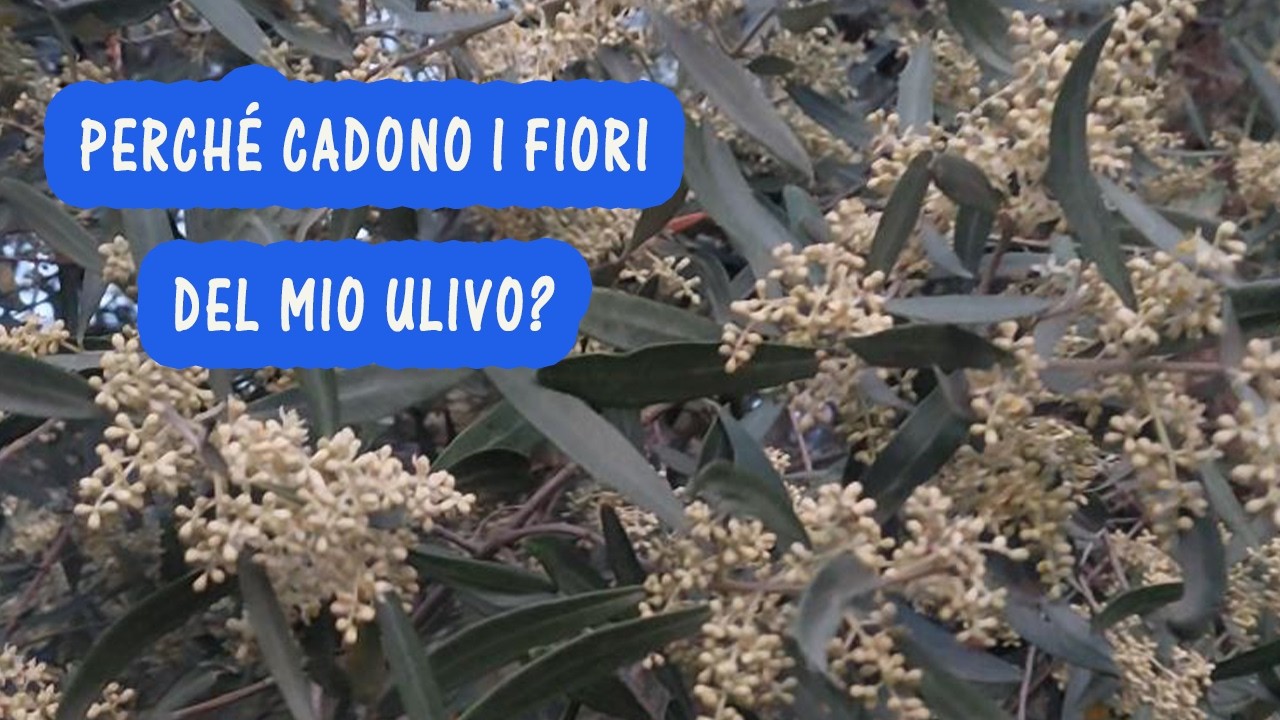 Perché il mio ulivo perde i fiori e non fruttifica? Come evitare la cascola dell’olivo