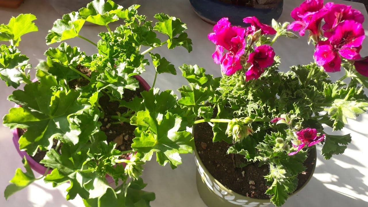 Bitkilerde kök budaması / Sardunyalar saksı ve toprak değişimi