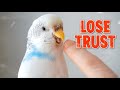 4 Ways to Lose Your Bird's Trust