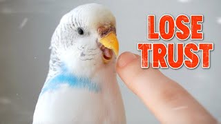 4 Ways to Lose Your Bird's Trust