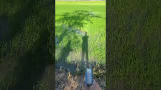 angin barat dh 🌾 #layangantanggalan #layangan #layanganbabon #layanglayang #benanglayangan