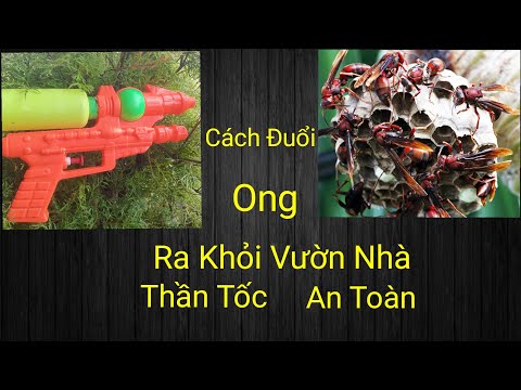 Video: 3 cách bảo quản bướm