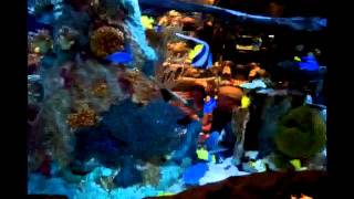 № 852 США Говорящее дерево Rain Forest Cafe Disney Orlando Fl № 852 США Говорящее дерево Rain Forest Cafe Disney Orlando Fl