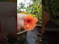 জবা ফুলের ছোট্ট থেকে বেড়ে ওঠার গল্প #trendingshorts #gardening #rooftopgarden #hibiscus #hybridjoba