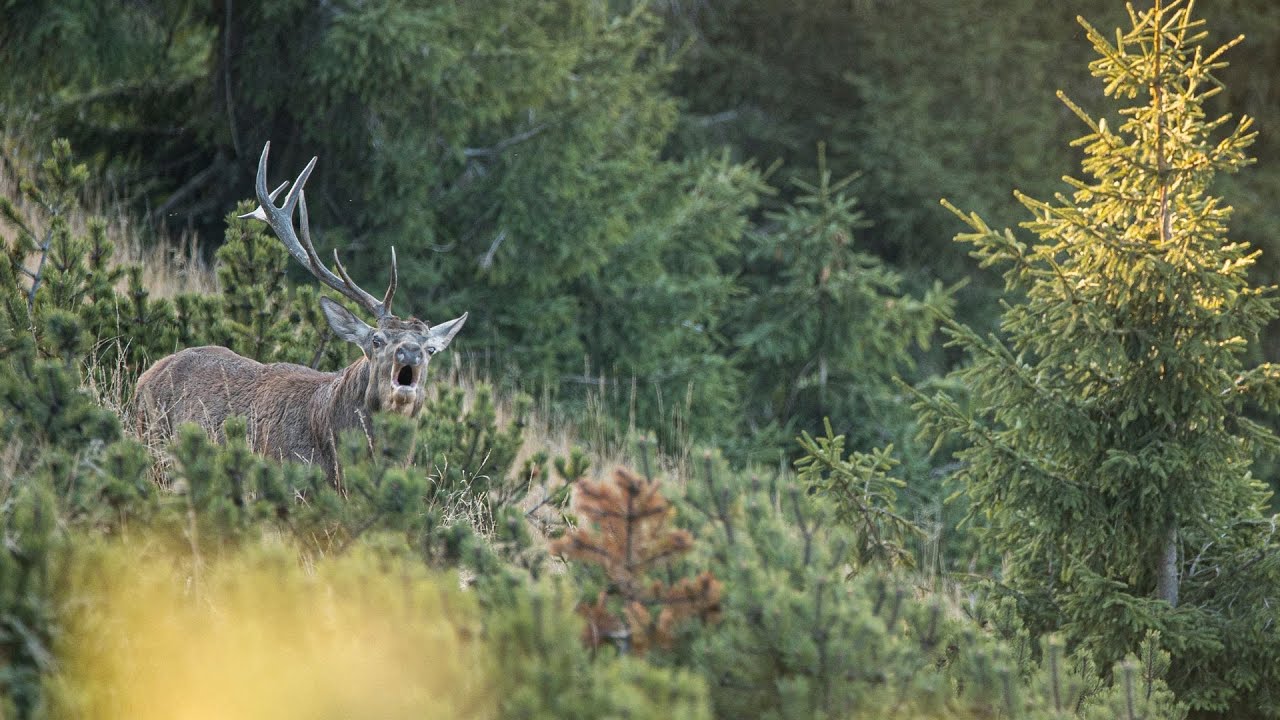 Fatra nespútaná divočina-(celý film)