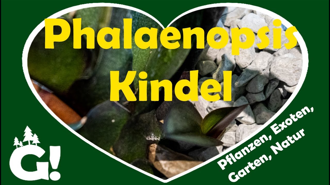 Phalaenopsis macht ein Kindel statt Blüten? So erkennst du den Neuaustrieb