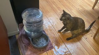 Kitty Goes Berserk At Bubbles Viralhog