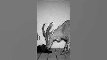 Markhor.. CCTV camera 📸🤳 #viralvideo #cartoon #3danimation #cat #markhor #cuteanimals #gorilla