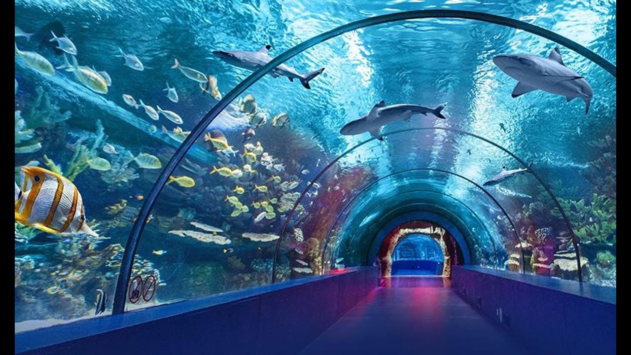 The world’s biggest tunnel aquarium & UNDERWATER ZOO YouTube