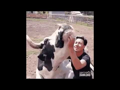 Wideo: Arabian Bull Wrestling - Matador Network