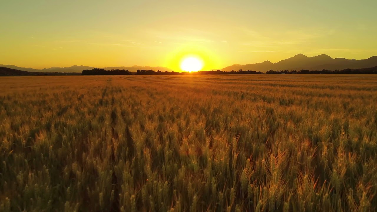 Sunrise | Field | Nature | Free Stock Footage | No Copyright
