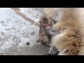 サル山:アザミと赤ちゃん「危ないって思ったら」(ニホンザル)@上野動物園 - DSCN5091