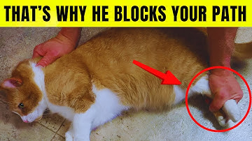 5 Reasons Why Your Cat Suddenly Blocks Your Path