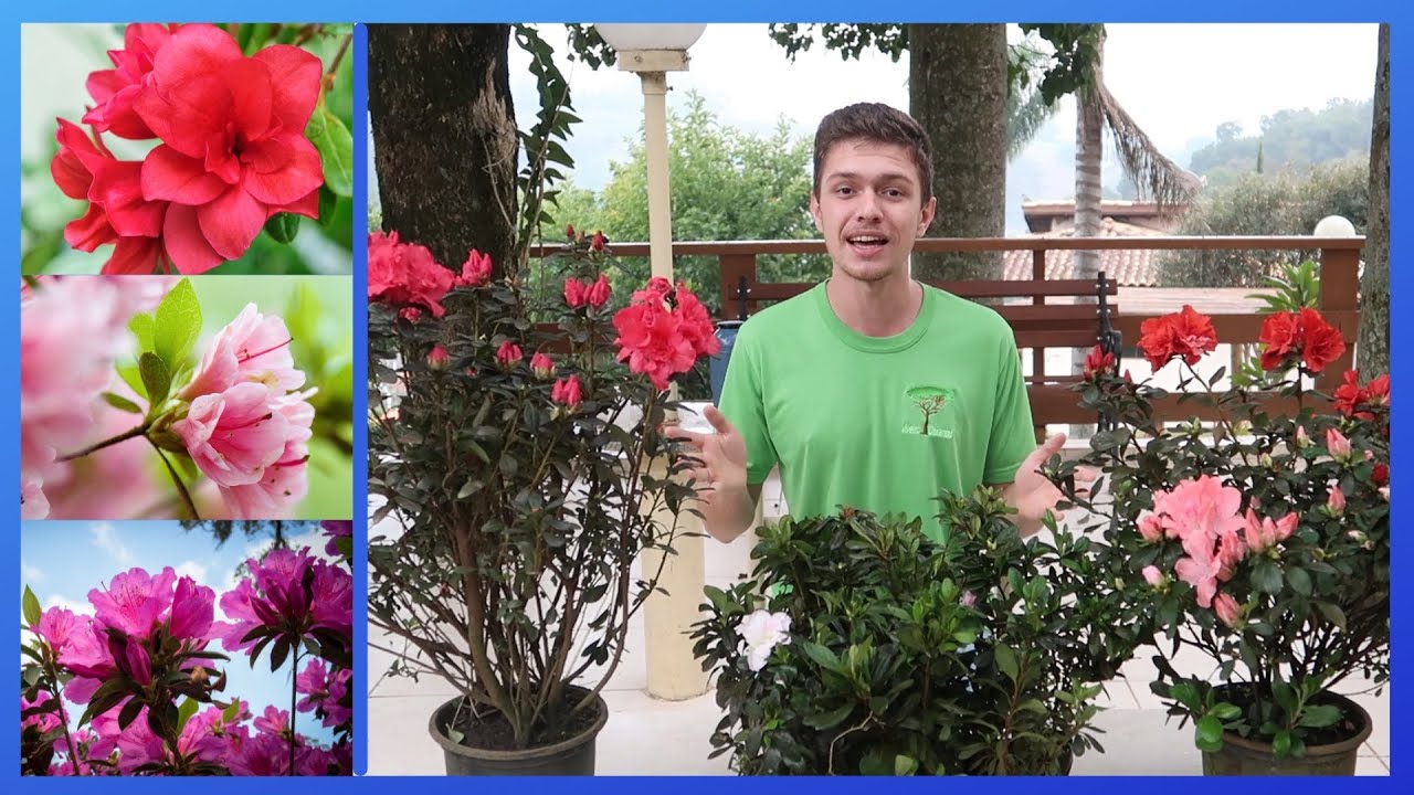 Cultivo da MINI AZÁLEA (RÁPIDO E FÁCIL) | VOCÊ VAI QUERER ESSA PLANTA! Cultivo da MINI AZÁLEA (RÁPIDO E FÁCIL) | VOCÊ VAI QUERER ESSA PLANTA!