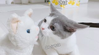 【さばちゃん45】初めて子猫ちゃんに会ったらこうなりました