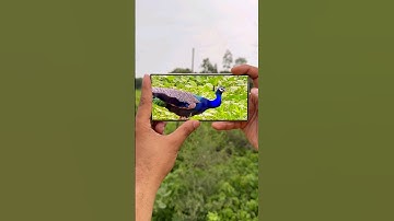 Samsung S24 Ultra Zoom Test , Best Zooming Camera Phone