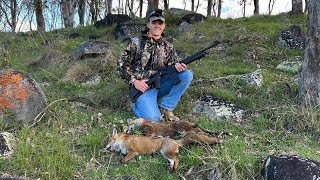 Tenterfield Fox Whistling