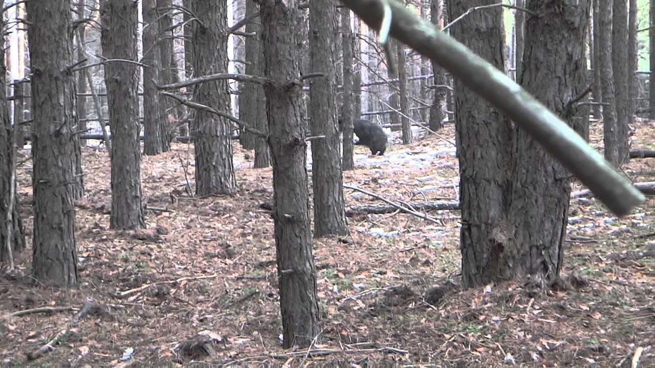 ЛАЙКИ Губанова С.В.ц-Славный по кабану - YouTube