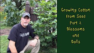 Growing Cotton From Seed | Part 2 | Blossoms and Bolls