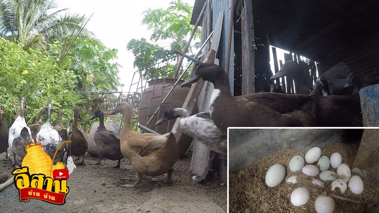 เลี้ยงเป็ด 30 ตัวจะออกไข่กี่ฟองมาดูกัน