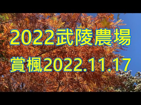 武陵農場銀杏林,落羽松,楓葉最新實況2022/11/17