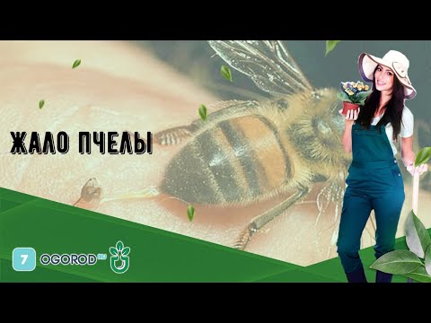 Жало пчелы