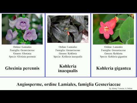 Vidéo: Mitraria Coccinea Info - Comment faire pousser des plantes à fleurs Mitre