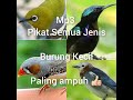 Mp3 Pikat Semua Jenis Burung Kecil Paling ampuh 👍👍👍