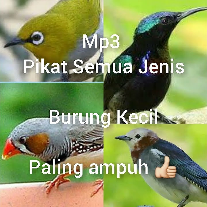 Mp3 Pikat Semua Jenis Burung Kecil Paling ampuh 👍👍👍