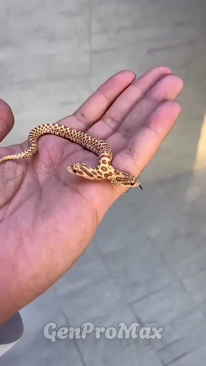 Unreal Animal Transformations – From Cute to Fierce in Seconds! 🐾🔥