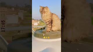 🧿🎀✨💗 meri Bella😻🐈#cats #cutecats #catvideos #catlife #catshorts