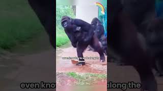 When it rains at the zoo... #Zoo#Animals#Chimpanzees# #shortvideo #shorts