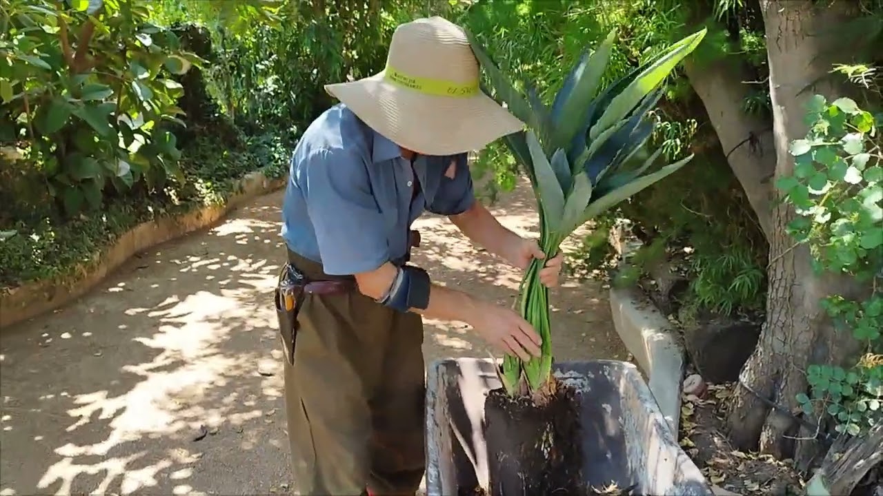 División de una Strelitzia reginae, ( ave del paraíso) I El Sueño Jardín Botánico.