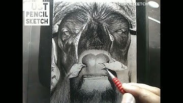 How to draw Cape Buffalo | Buffalo drawing | justpencilsketch