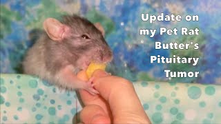 Update on Butter the Rat and Her Pituitary Gland Tumor