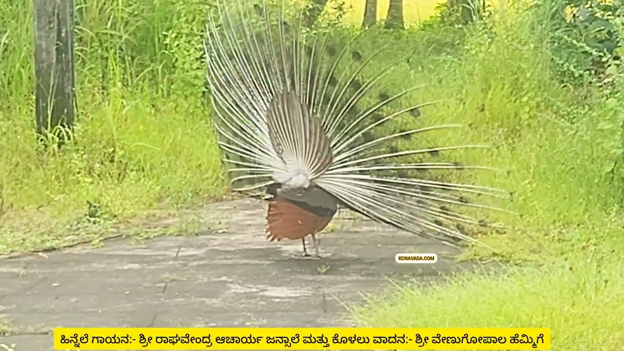 Peacock Dance ಗೆ Yakshagana Artist Jansale Raghavendra Acharya ಹಾಡು! Venugopala Hemmige ಕೊಳಲು!