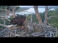 Jackie came home for the night and fed eaglets,11th feeding!😊 | 4.17.26