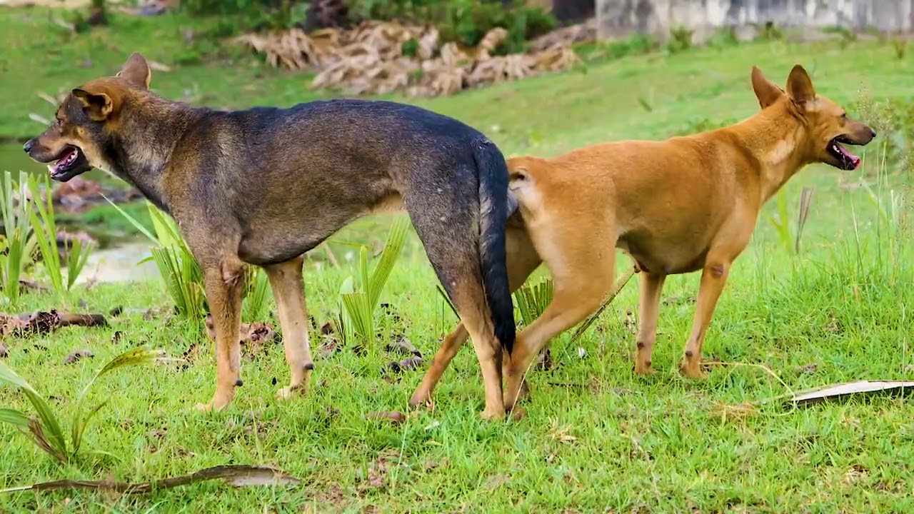 Summer Road Dogs!! Rhodesian Ridgeback Vs Golden Retriever in ZANANO ...